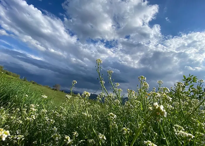 Fuoridicampo Blu Agroturismo Roncovetro
